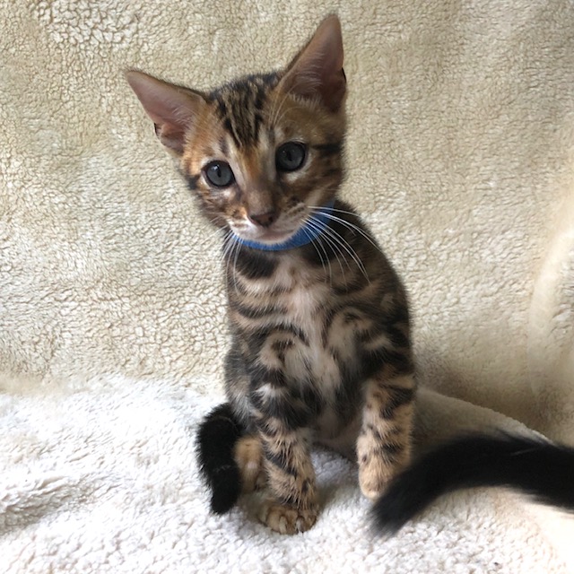 Bengal Kittens For Sale Nevaeh Bengals